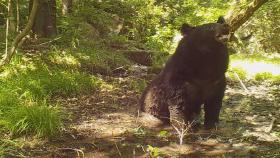 멸종위기 반달가슴곰, 2년 연속 비무장지대서 포착