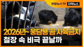 [자막뉴스] 2026년부터 웅담채취용 곰 사육 금지…철장 속 비극 끝날까