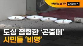 [자막뉴스] 무더위 속 도심 점령한 '곤충떼'…시민들 '비명'
