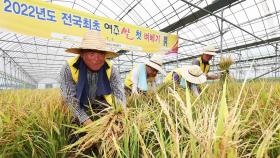 경기 여주서 올해 전국 첫 벼 베기