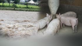폭우에 아프리카돼지열병 확산 주의…
