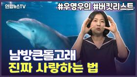 [세로뉴스] 관심 높아진 남방큰돌고래…