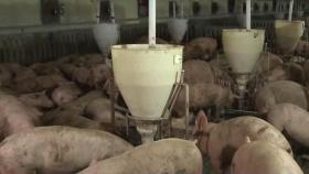 강원 양구군 돼지 농가서 아프리카돼지열병 확진