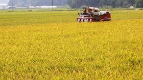쌀 45만 톤 시장격리…수확기 역대 최대 물량