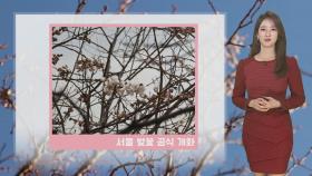 [날씨] 서울 벚꽃 공식 개화…내일 오전까지 황사 영향