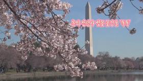[지구촌톡톡] 봄봄봄 봄이 왔어요…미국서 벚꽃 꽃망울 '톡톡'