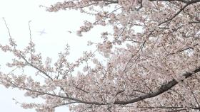 이상고온에 일찍 '활짝'…서울 역대 두 번째 이른 벚꽃