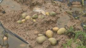 최악의 봄 가뭄 강원도까지…감자 농사 어쩌나