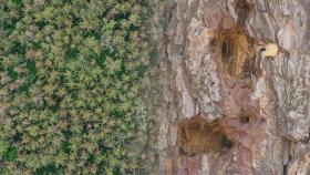 해충 습격에 60년 된 '한반도 해송숲' 고사 위기