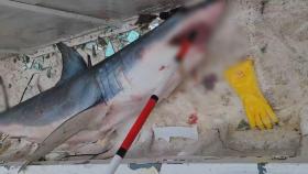 낚싯바늘에 걸린 3m 청상아리…어선 일부도 파손