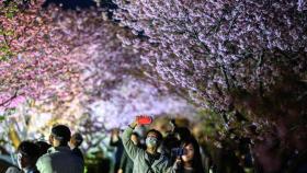 [지구촌톡톡] 일본은 이미 봄…흐드러진 벚꽃 축제에 인산인해 外