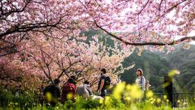 [헤이!월드] 일본은 이미 봄…흐드러진 벚꽃 축제에 인산인해 外