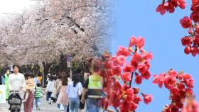 벚꽃 재촉하는 기후변화…지역 축제 스케줄도 바꾼다