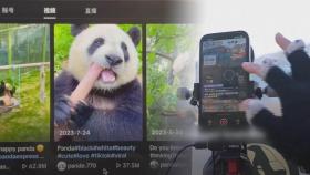 [헤이!월드] 주체 못할 인기…중국서 '판다' 라이브 스트리머 급증 外