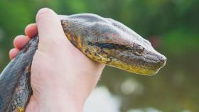 세계에서 가장 큰 뱀…신종 아나콘다, 아마존에서 발견