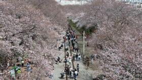 대기질 탁하지만 포근한 봄 날씨…전국 곳곳 벚꽃 축제