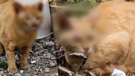 부산서 학대 의심 길고양이 잇따라 발견…동물단체 고발