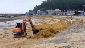'바다의 불청객' 괭생이모자반 출현…비상대응체제 가동