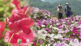 알록달록 핀 작약꽃의 향연…임실 붕어섬 생태공원