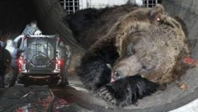 20대 청년 해친 이탈리아 불곰, 사살 대신 '추방'