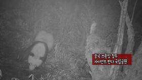[지구촌톡톡] 적외선 카메라에 포착된 어미와 새끼 야생 판다