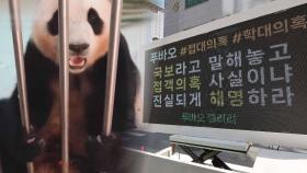 푸바오, 다음 달 공개…中, 접객 논란에 적극 대응