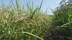 이달부터 여름철 농·수산물 안전 대비…곰팡이·농약 검사