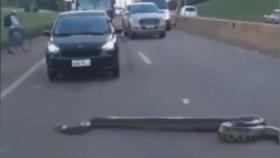 [지구촌톡톡] '아나콘다 행차요'…고속도로서 길 양보한 운전자들 外
