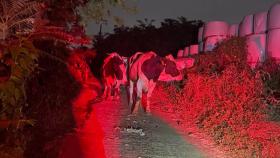 천안 목장서 젖소 10마리 탈출…40분간 도로 활보
