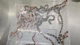 바지 속에 뱀 104마리…중국, 밀수 여행객 적발