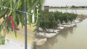 폭우에 농작물 침수 1만㏊ 넘어…닭 77만 마리 폐사