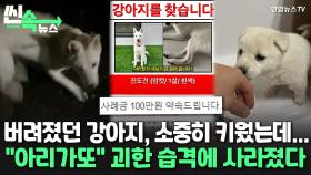 [씬속뉴스] '괴한 습격'에 흥분해 목줄 빼고 도망간 강아지…