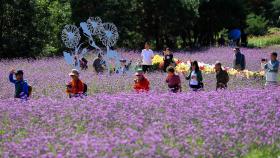 내설악 수놓은 꽃의 향연…'인제 가을꽃 축제'