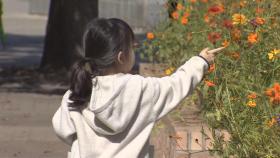 청명한 하늘에 가을꽃 '활짝'…일요일 맑고 선선