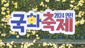 알록달록 국화 가득한 경기 연천군…율무 축제도 한창