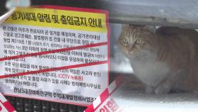 재개발지역 못 떠나는 고양이…