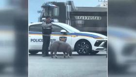 도로에 홀로 떨어진 돼지…적재물 추락 사고 대처는?
