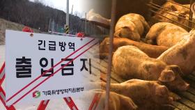 경기 양주시 양돈농장서 ASF…올해 들어 세 번째