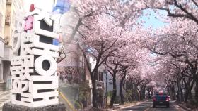 제주 전농로 왕벚꽃 축제 28~30일 개최