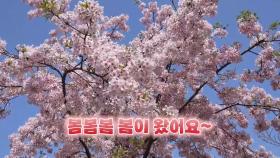 [영상구성] 봄봄봄 봄이 왔어요~ 연분홍 벚꽃에 상춘객 북적