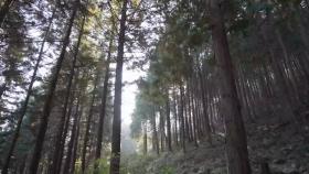 '치유의 숲' 전남 장성 편백나무숲…지역 살리는 명소