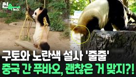 [씬속뉴스] “또 푸바오 건강 이상설”…중국 센터 ‘사실무근’ VS 누리꾼 ‘말도 안 돼’