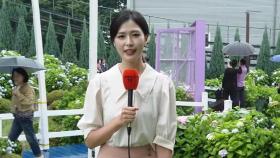 여름 전령사 '수국' 활짝…장생포 수국 페스티벌