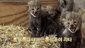 [영상구성] 꼬물꼬물 새 생명이 태어났어요!