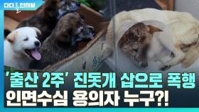 [다다를 이야기] '출산 2주' 진돗개 삽으로 공격…'인면수심' 용의자 추적기