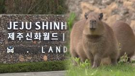 제주 카피바라 특화 동물원 11일 개장