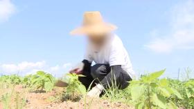 폭염에 농업인 온열질환 급증…