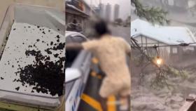 [사건사고] 식용 불가인데…음식에 개미 넣어 판 식당 적발 外