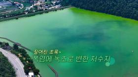 [생생갤러리] 짙어진 초록…폭염에 녹조로 변한 저수지 外