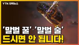 [자막뉴스] '말벌 꿀'·'말벌 술', 드시면 안 됩니다!